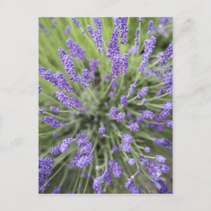 Lavender plants postcard