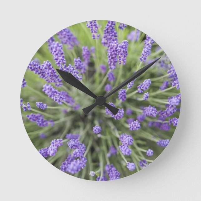 Lavender plants round clock (Front)