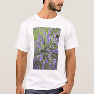Lavender plants T-Shirt