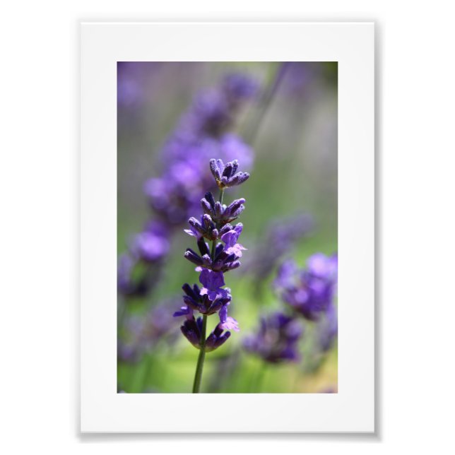 Lavender Portrait Photo Print (Front)