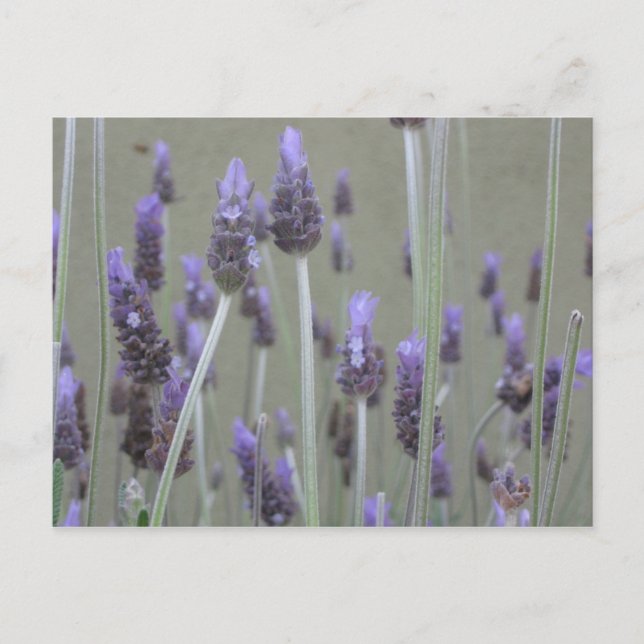 Lavender Postcard (Front)