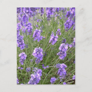 Lavender Postcard