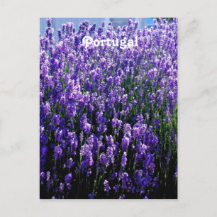 Lavender Postcard