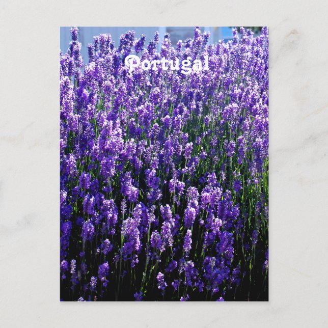 Lavender Postcard (Front)