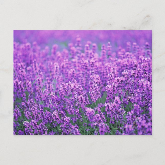 Lavender Postcard (Front)
