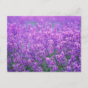 Lavender Postcard
