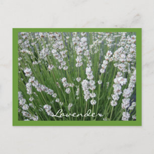 Lavender Postcard