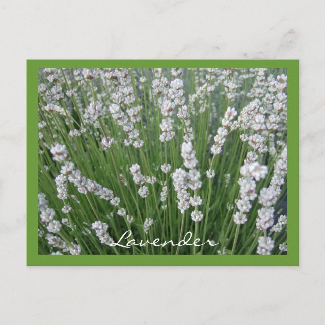 Lavender Postcard (Front)
