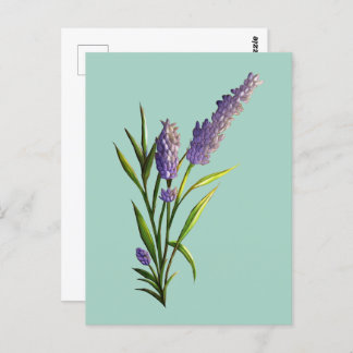 Lavender Postcard