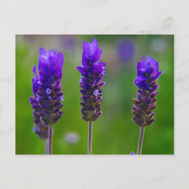 lavender postcard (Front)