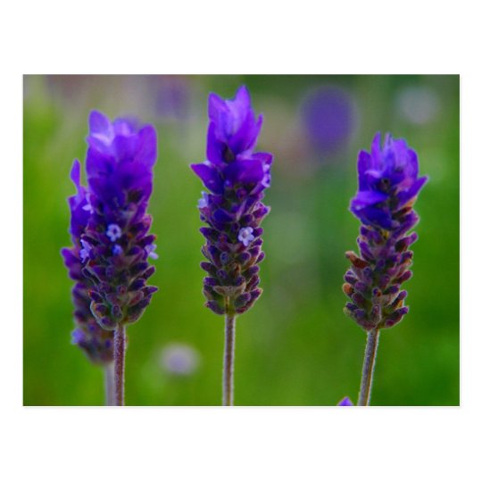 lavender postcard