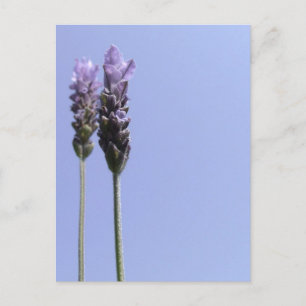 Lavender Postcard