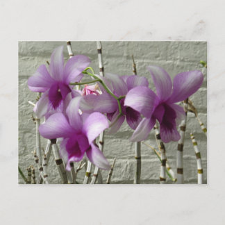 Lavender Purple Orchid Flowers Postcard