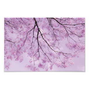 Lavender Purple Tree Photograph