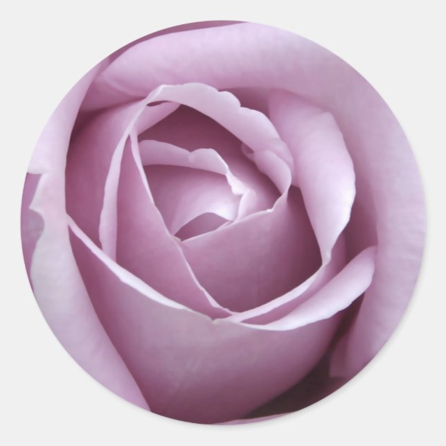 Lavender Rose Flower Classic Round Sticker (Front)