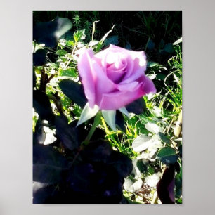 Lavender Rose Poster