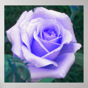Lavender Rose Poster