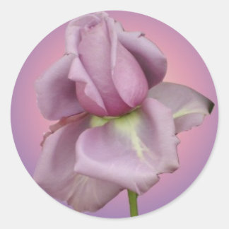 Lavender rose sticker