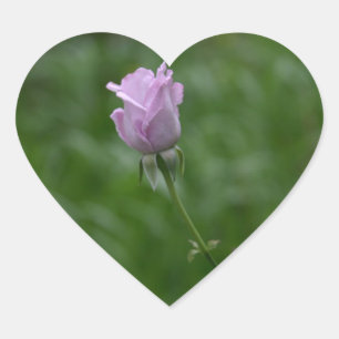 Lavender Rose stickers