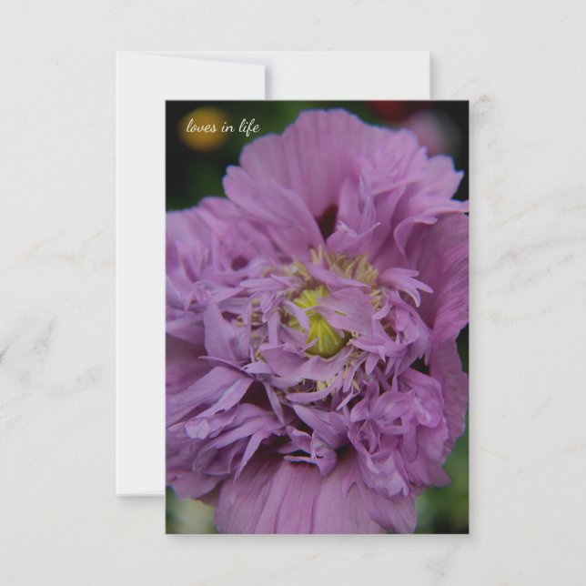 Lavender Ruffly Poppy Card (Front)