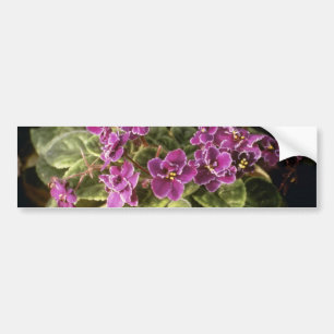 Lavender Saintpaulia 'Purple Choice' (African Viol Bumper Sticker