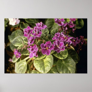 Lavender Saintpaulia 'Purple Choice' (African Viol Poster