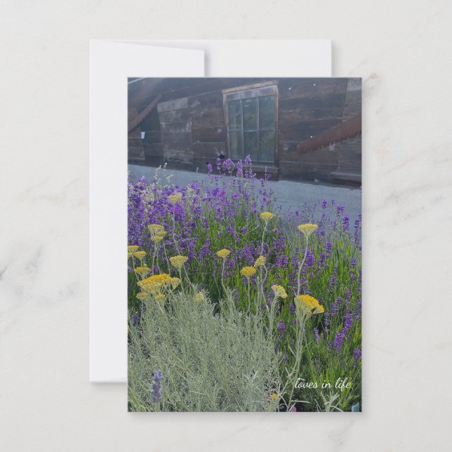 Lavender & Santolina Plants Card (Front)