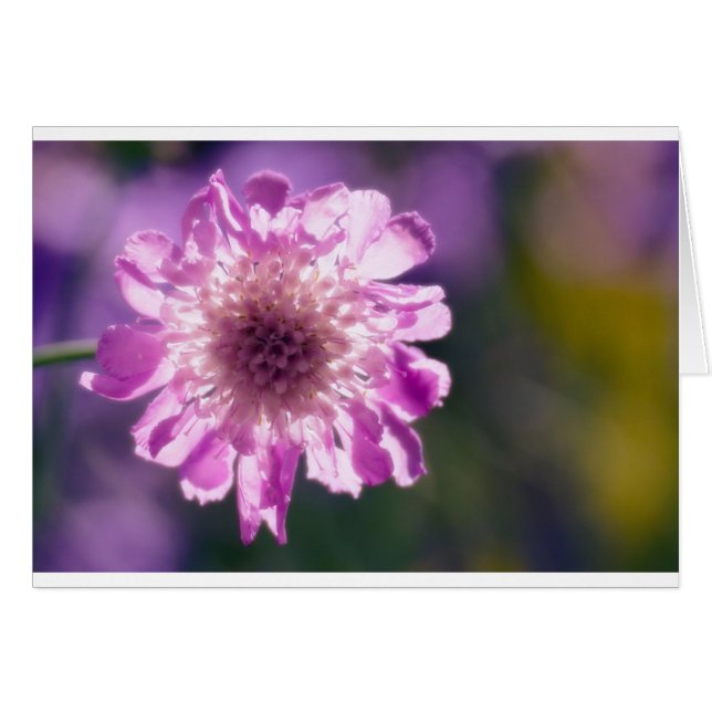 Lavender Scabiosa Flower (Front Horizontal)