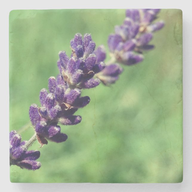 Lavender Stalk  Photo Marble Stone Coaster (Front)