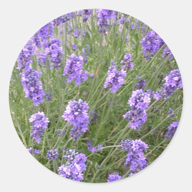 Lavender Sticker (Front)