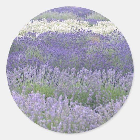 Lavender Sticker | Zazzle.co.uk