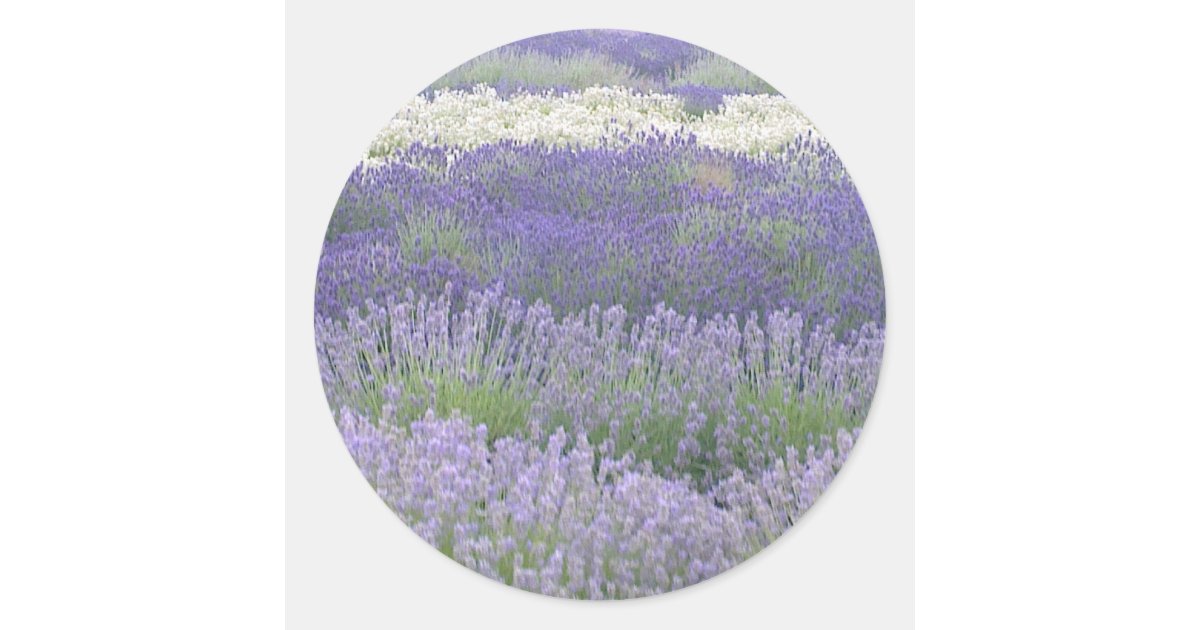 Lavender Sticker Zazzle
