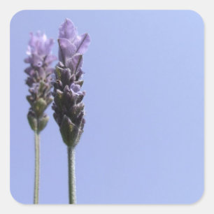 Lavender Stickers