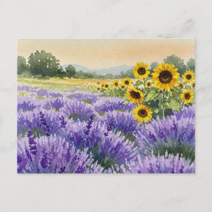 Lavender Sunflower Field Summer Provence Postcard