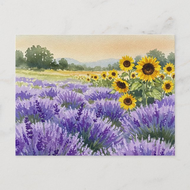 Lavender Sunflower Field Summer Provence Postcard (Front)