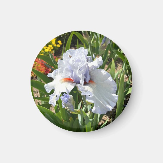 Lavender Tall Bearded Iris Magnet (Front)