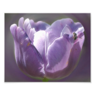 Lavender Tulip With Tiny Bee 8x10 Photo Print