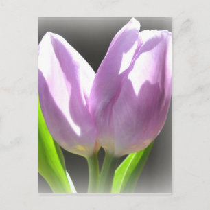 Lavender Tulips Post Card