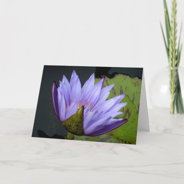 Lavender Water Lily Card (Front)