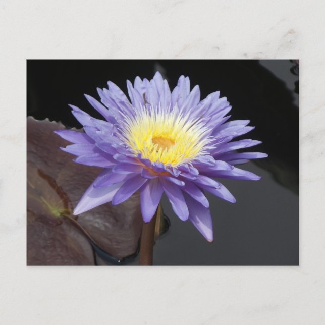 Lavender Water Lily Postcard (Front)