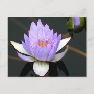 Lavender Water Lily Postcard