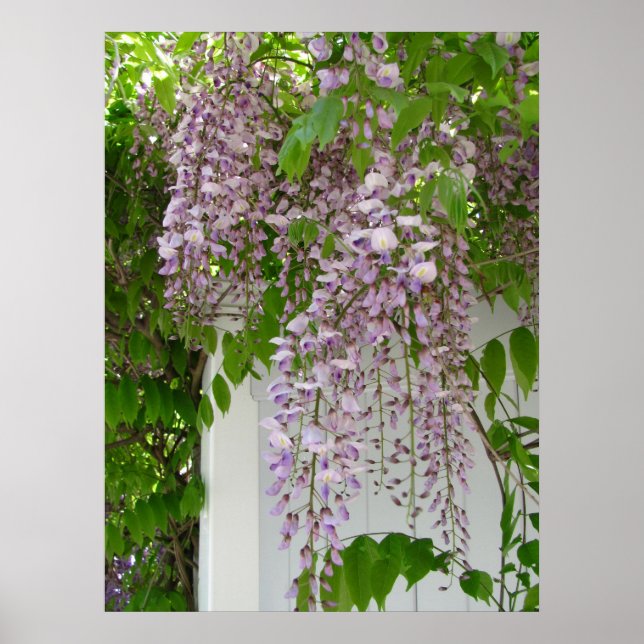 Lavender Wisteria ~  print (Front)