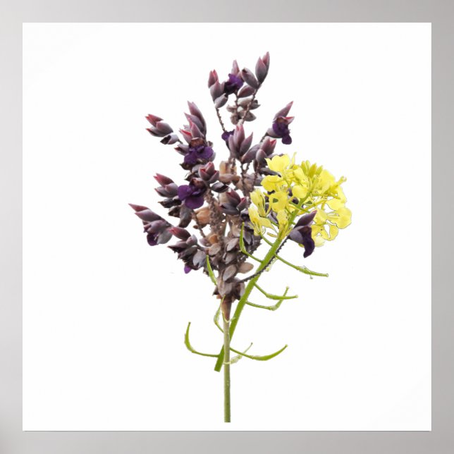 Lavender & Yellow Wildflower Botanical Design Poster (Front)