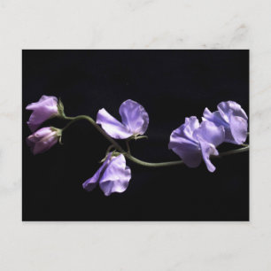 lavenders postcard