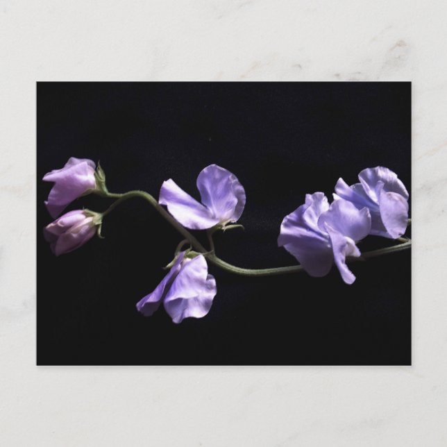 lavenders postcard (Front)