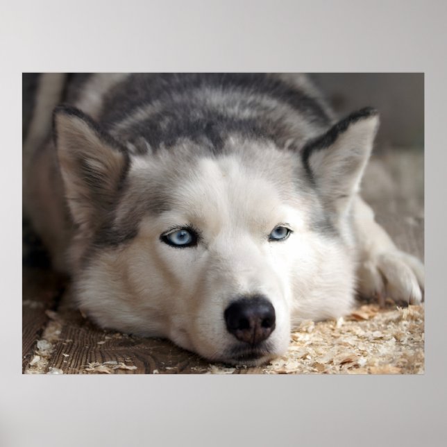 Lay Down Husky Sled Dog Beautiful Art Print (Front)