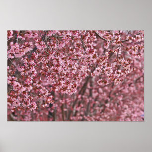 Layers of Pink Japanese Cherry Blossoms Poster