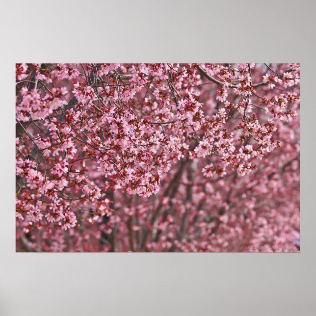 Layers of Pink Japanese Cherry Blossoms Poster (Front)