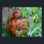 Laying Hen Chicken Poster<br><div class="desc">Full colour nature photograph showing a young Rhode Island Red egg layer chicken from an egg farmer's flock.</div>