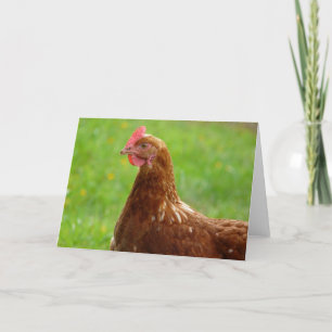 Laying Hen Rhode Island Red Chicken Card